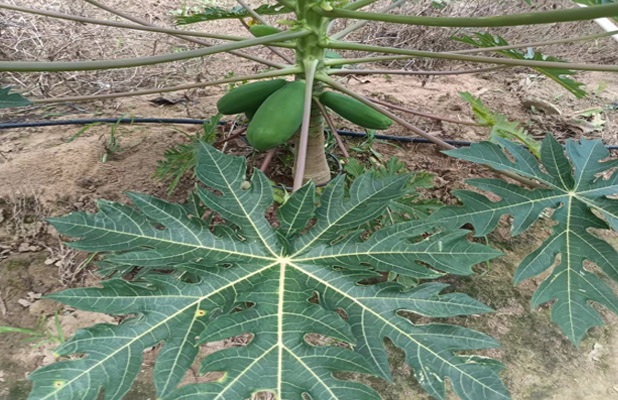 发酵产品应用案例